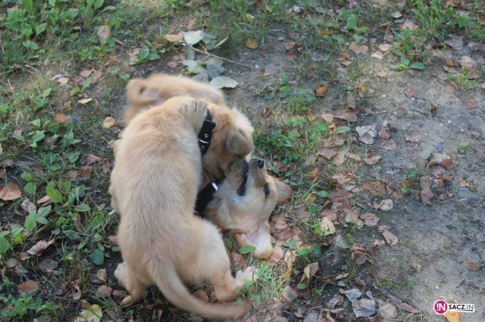 Psy do zadań specjalnych - zdjęcie 2