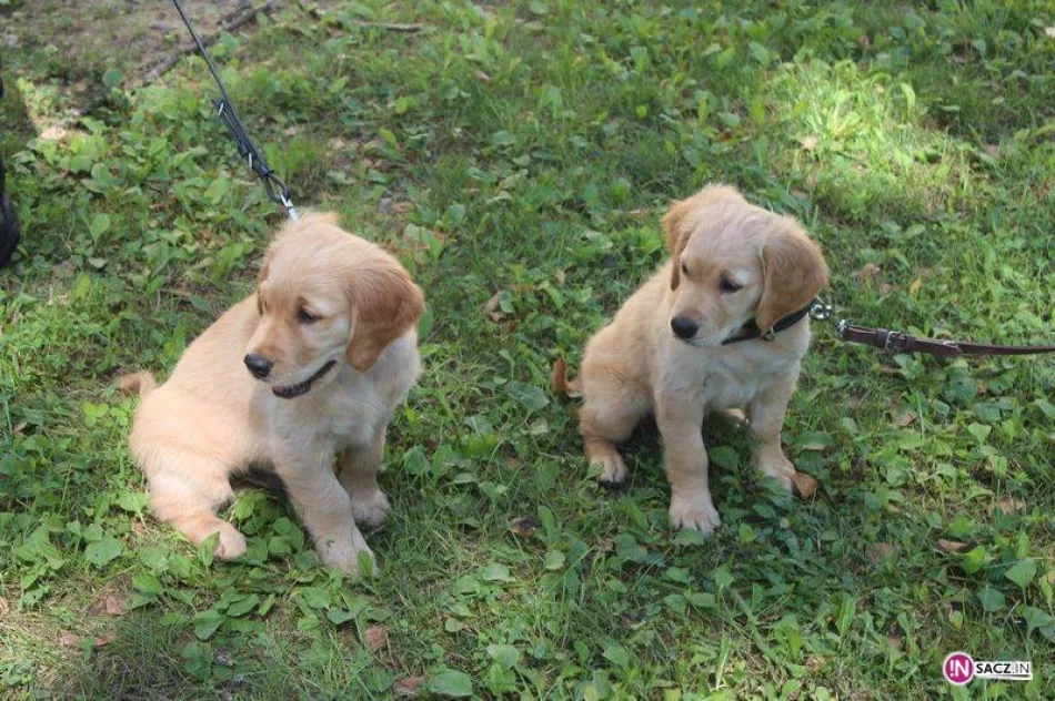 Psy do zadań specjalnych - zdjęcie 3