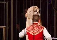 Cyrk Zalewski w Nowym Sączu– zaproszenia do wygrania - zdjęcie główne