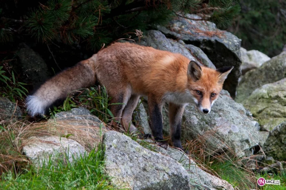 Lisom brakuje miejsca, masowo giną pod kołami aut