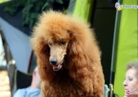 Rasowe czworonogi w Parku Strzeleckim - zdjęcie główne