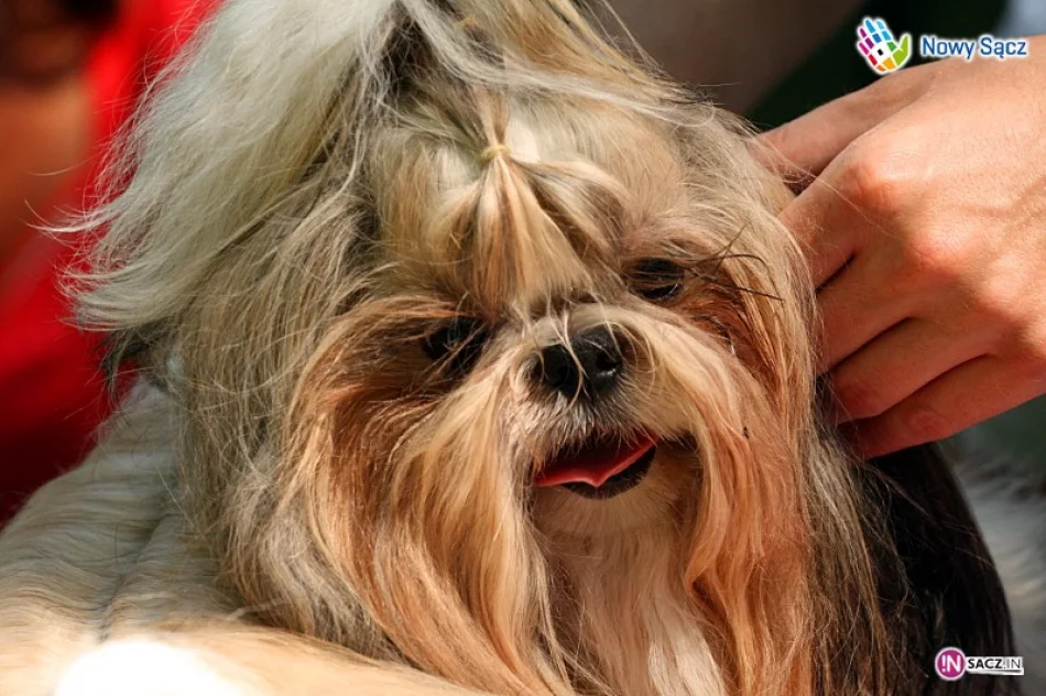 Rasowe czworonogi w Parku Strzeleckim - zdjęcie 2