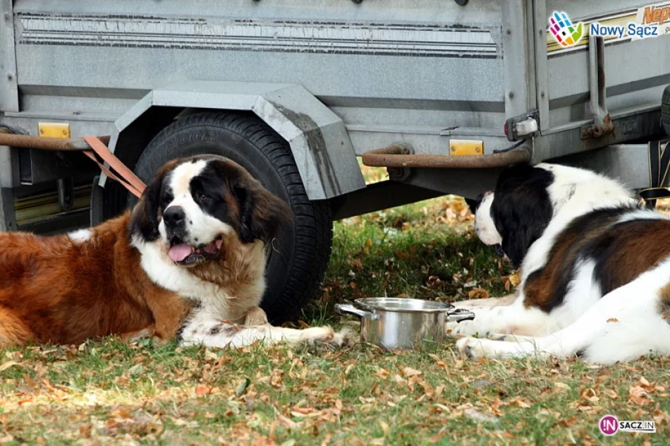 Rasowe czworonogi w Parku Strzeleckim - zdjęcie 3
