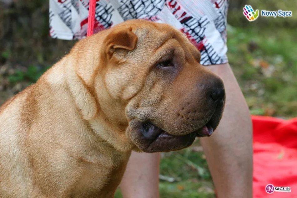 Rasowe czworonogi w Parku Strzeleckim - zdjęcie 4