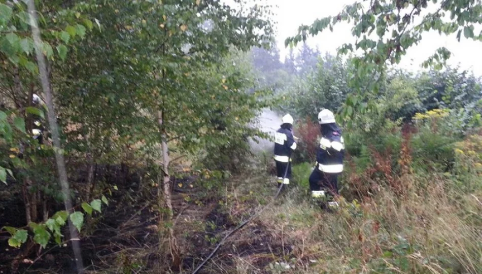 Burze i grad. Powalone drzewa i pożary traw - kilka interwencji straży - zdjęcie 1