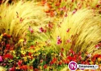 Moc bukietów na Święto Matki Boskiej Zielnej - zdjęcie główne