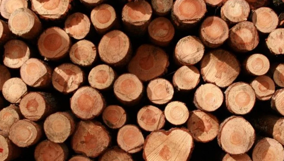 Akt oskarżenia w sprawie kradzieży drewna przez leśniczego - zdjęcie 1