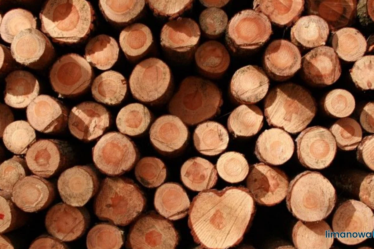 Akt oskarżenia w sprawie kradzieży drewna przez leśniczego
