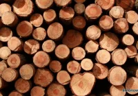 Akt oskarżenia w sprawie kradzieży drewna przez leśniczego - zdjęcie główne