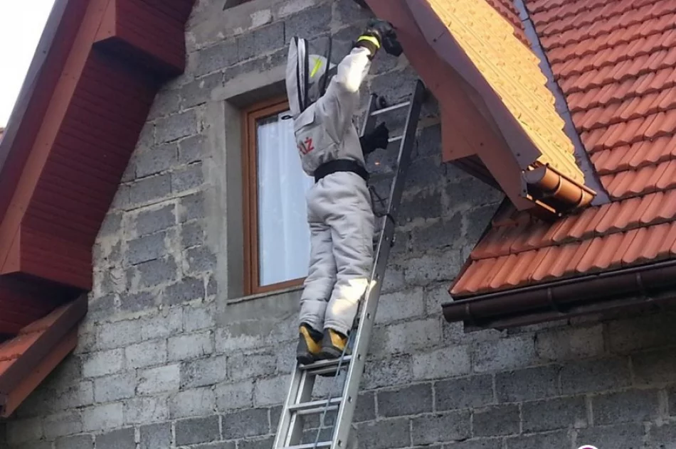 Plaga szerszeni. Ponad 200 interwencji straży - zdjęcie 2