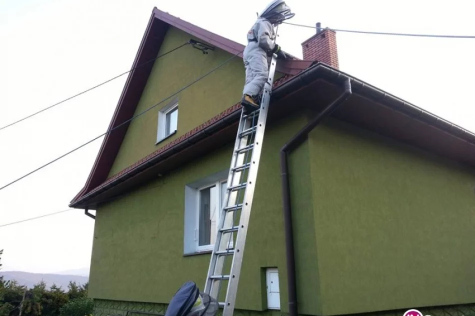 Plaga szerszeni. Ponad 200 interwencji straży - zdjęcie 3