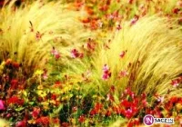 Moc bukietów na Święto Matki Boskiej Zielnej - zdjęcie główne