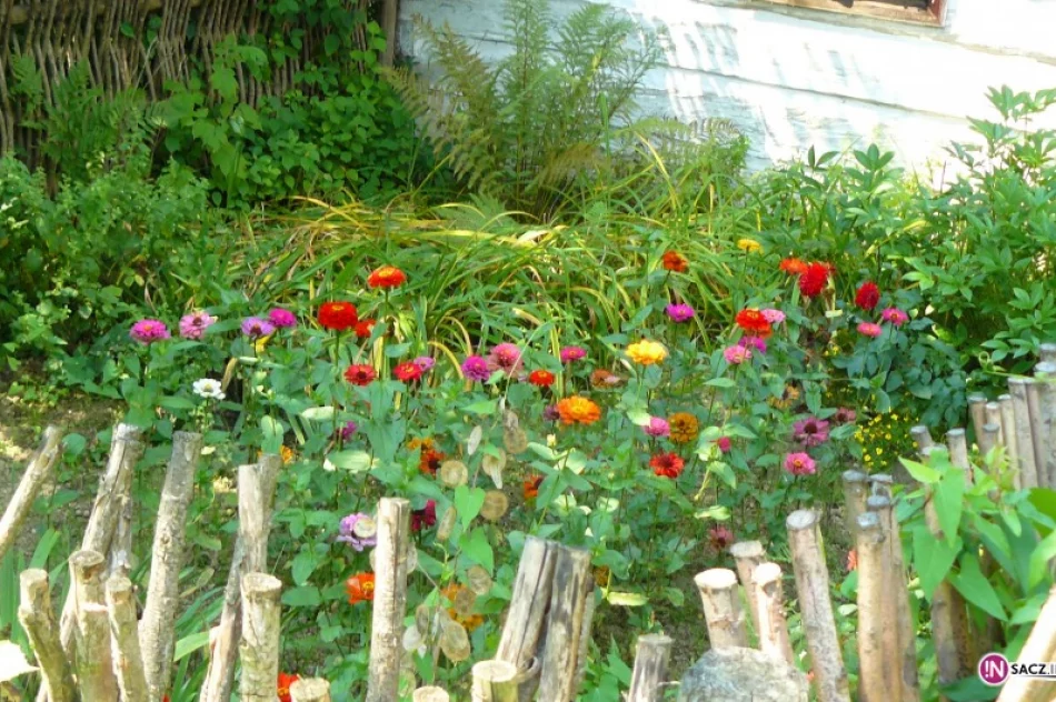 Moc bukietów na Święto Matki Boskiej Zielnej - zdjęcie 2