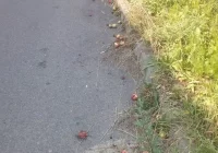 Gnijące owoce i osy. Widzisz? Zgłaszaj do Straży Miejskiej - zdjęcie główne