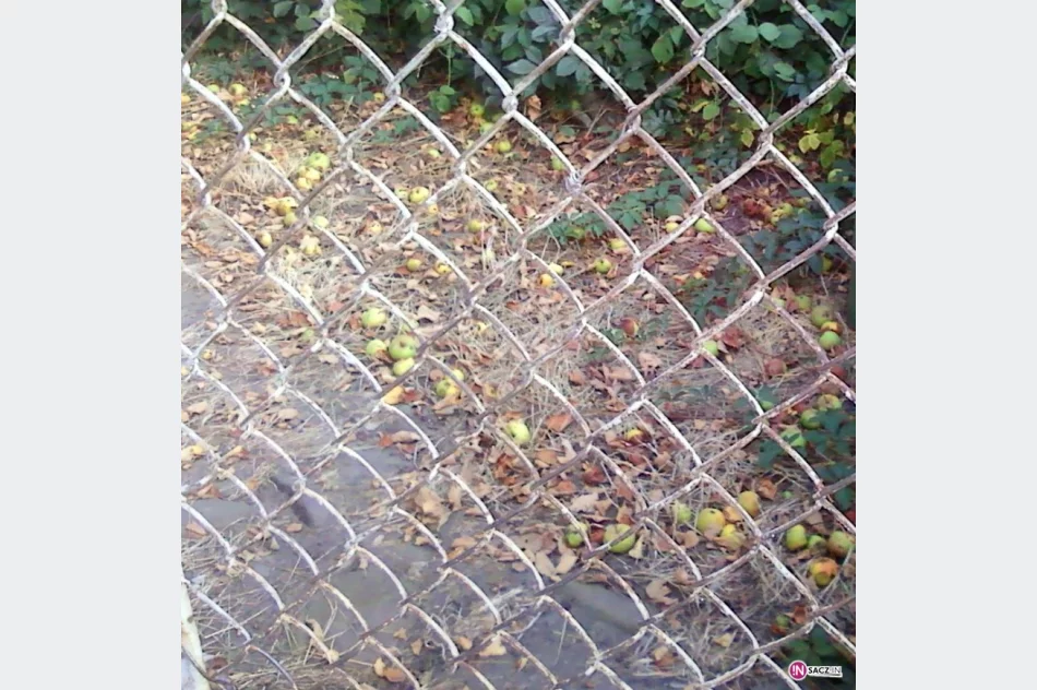 Gnijące owoce i osy. Widzisz? Zgłaszaj do Straży Miejskiej - zdjęcie 2