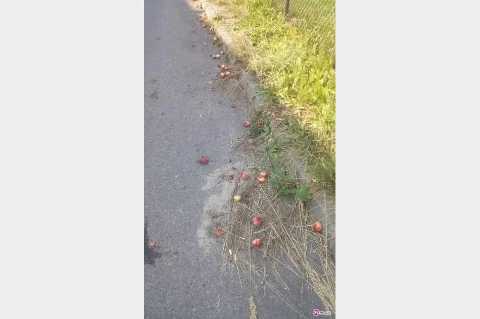 Gnijące owoce i osy. Widzisz? Zgłaszaj do Straży Miejskiej - zdjęcie 3