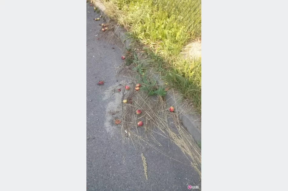 Gnijące owoce i osy. Widzisz? Zgłaszaj do Straży Miejskiej - zdjęcie 4