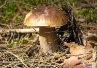 Susza. Grzybów w lesie nie znajdziemy! - zdjęcie główne