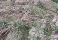 Raport o suszy: dotknęła już około miliona hektarów upraw - zdjęcie główne