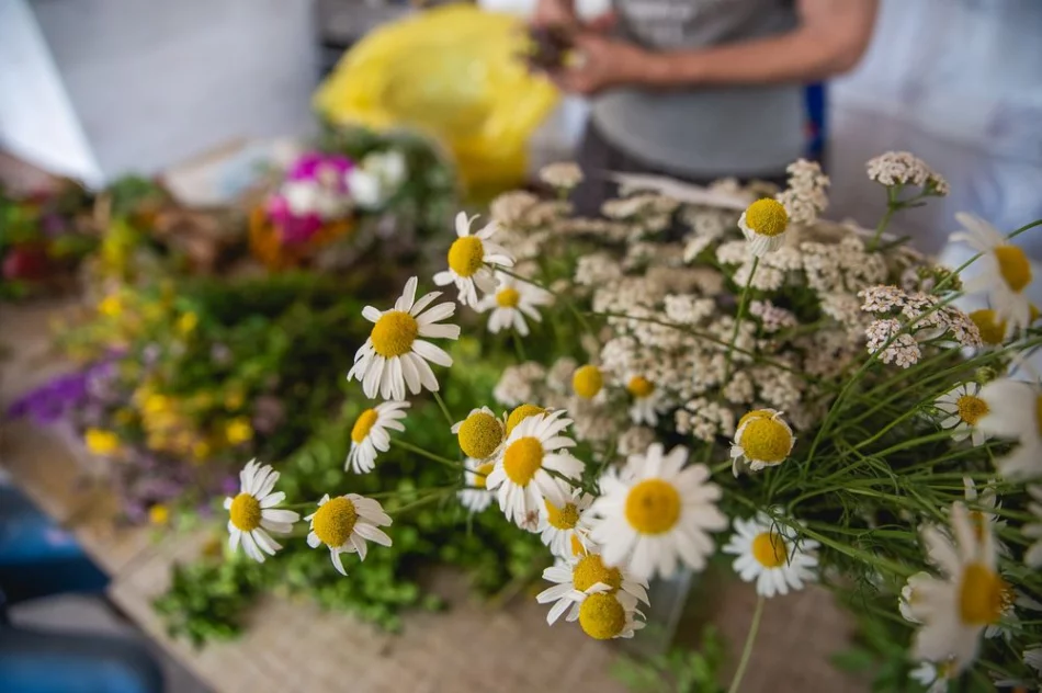 Zielarskie warsztaty w Pisarzowej w ramach Otwartej Pracowni na Szlaku Rzemiosła - zdjęcie 16