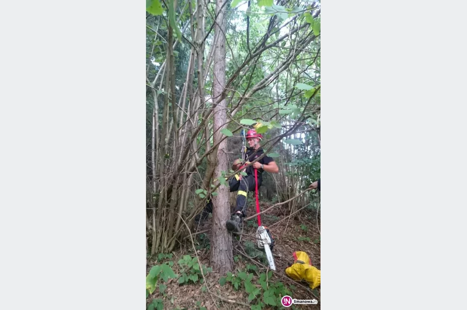 Paralotniarz utknął w koronie drzewa - zdjęcie 4