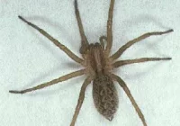 Pająk w supermarkecie okazał się 'domowy' - zdjęcie główne