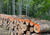 Prace leśne w pobliżu szlaku turystycznego - zdjęcie główne