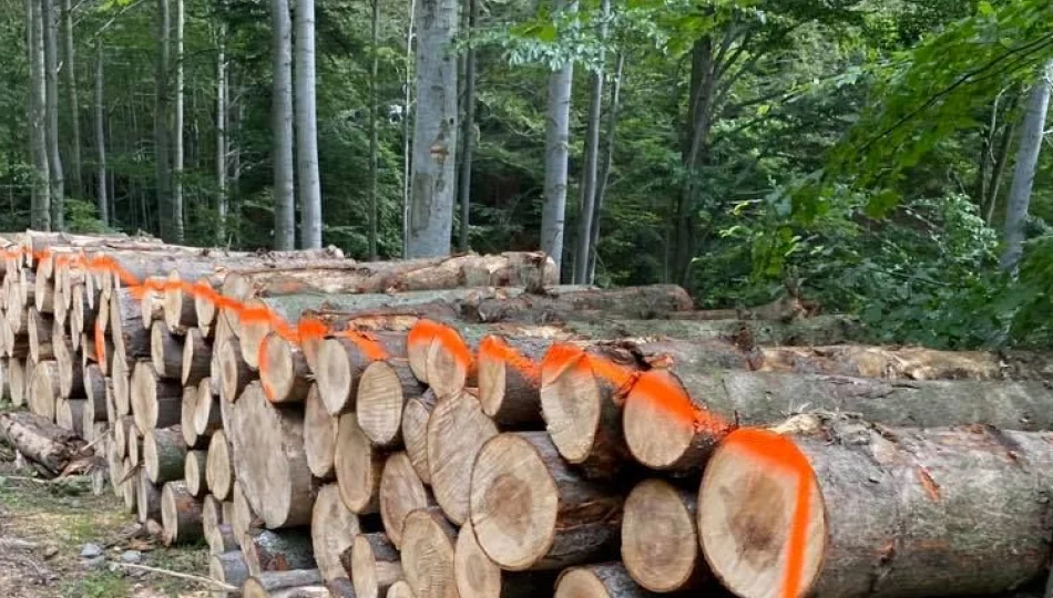 Prace leśne w pobliżu szlaku turystycznego - zdjęcie 1