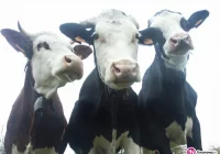 Nieznany sprawca znęcał się nad… krowami - zdjęcie główne