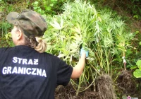 Muszyna: w lesie znaleziono konopie indyjskie - zdjęcie główne