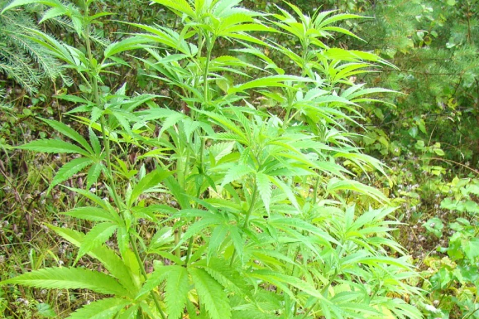 Muszyna: w lesie znaleziono konopie indyjskie - zdjęcie 2