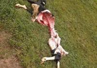 Wilki zaatakowały cielę 100 metrów od zabudowań - zdjęcie główne