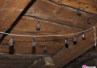 Naukowcy zbadali kolonie podkowca małego - zdjęcie główne