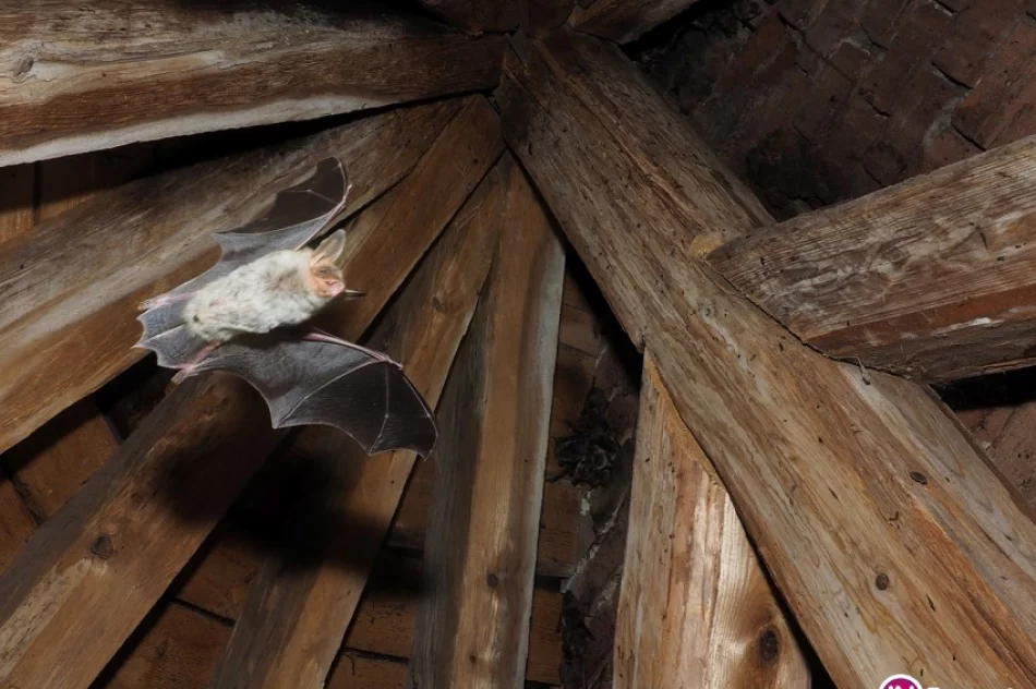 Naukowcy zbadali kolonie podkowca małego - zdjęcie 3