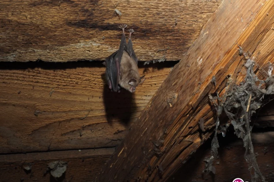 Naukowcy zbadali kolonie podkowca małego - zdjęcie 4