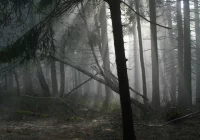 Ważne dla właścicieli lasów! - zdjęcie główne