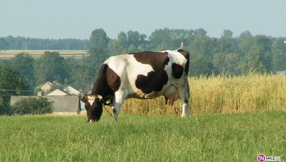 Chcieli ukraść krowę, grozi im do 5 lat więzienia - zdjęcie 1