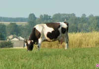 Chcieli ukraść krowę, grozi im do 5 lat więzienia - zdjęcie główne