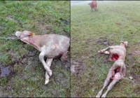 6 wilków zaatakowało w biały dzień, 100 metrów od domu. Właściciele bydła zdołali przegonić drapieżniki - zdjęcie główne