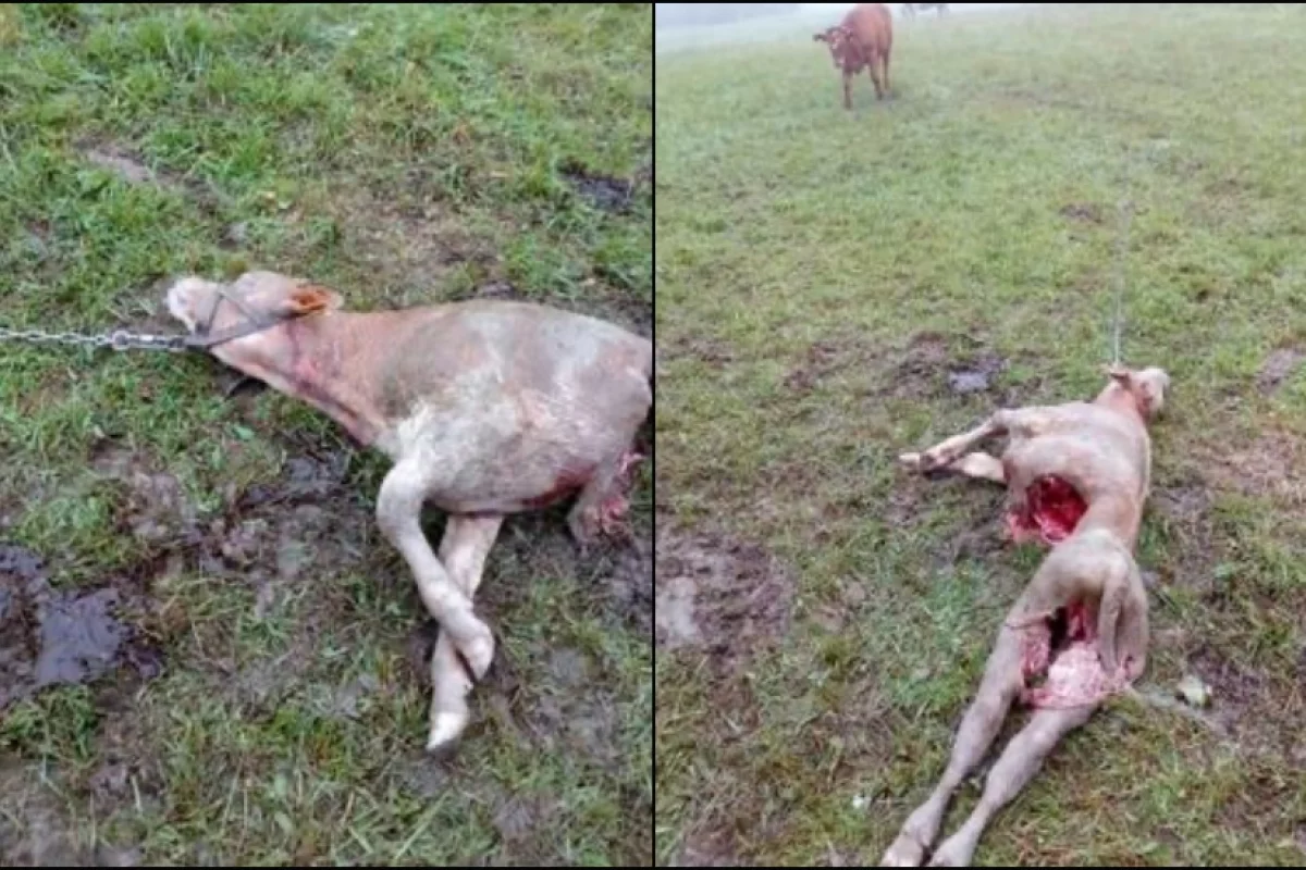 6 wilków zaatakowało w biały dzień, 100 metrów od domu. Właściciele bydła zdołali przegonić drapieżniki