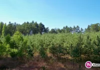 Zalesisz ziemię - otrzymasz pieniądze nawet przez 12 lat - zdjęcie główne