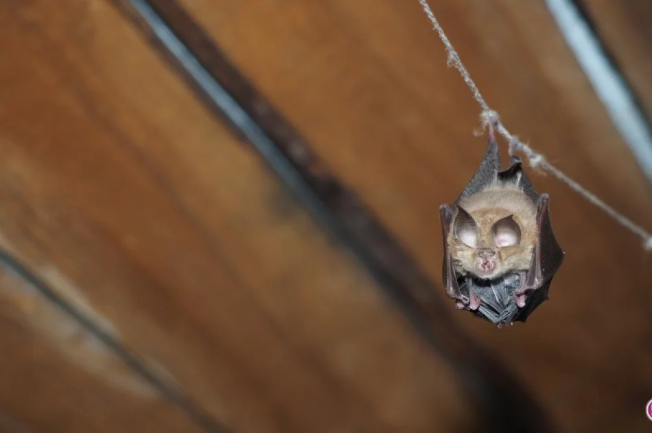 Liczą nietoperze i sprawdzają stan ich stanowisk - zdjęcie 2