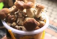 Idąc na grzybobranie, zadbajmy o swoje bezpieczeństwo - zdjęcie główne