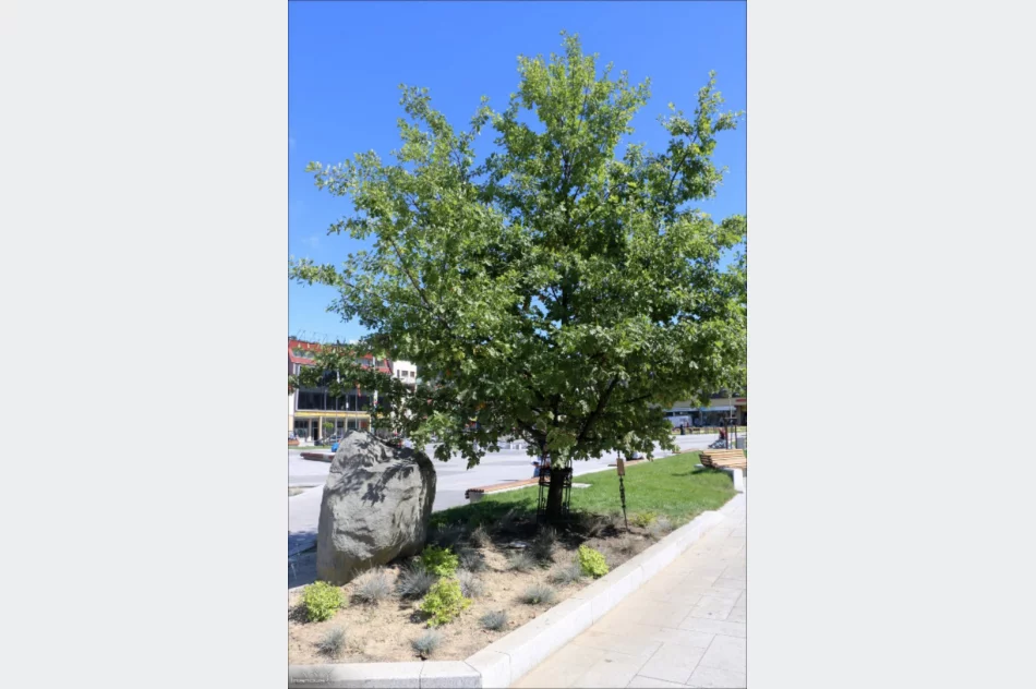 Burmistrz o rewitalizacji: "zmiana pod każdym względem jest korzystna, ale najlepiej ocenią to sami mieszkańcy" - zdjęcie 11