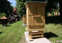 Jest miód! Sądeccy pszczelarze w ferworze walki - zdjęcie główne