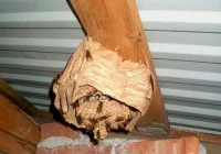 Osy i szerszenie znów atakują - zdjęcie główne