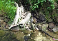 W Przydonicy natrafiono na ślady mamuta - zdjęcie główne