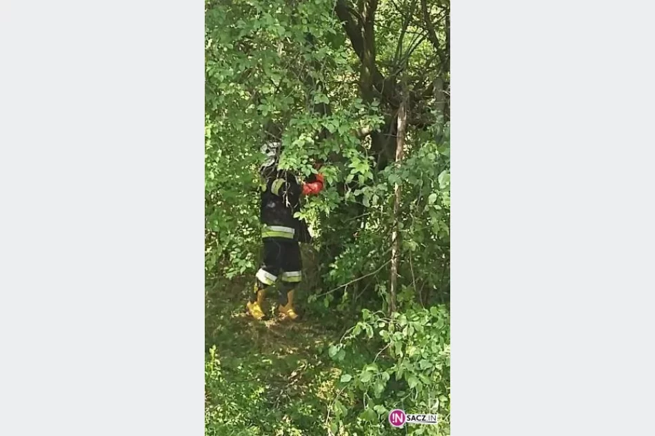 Nawałnice ominęły Sądecczyznę - zdjęcie 4