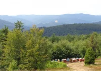 Okradziono pasiekę - straty sięgają 15 tys. zł - zdjęcie główne