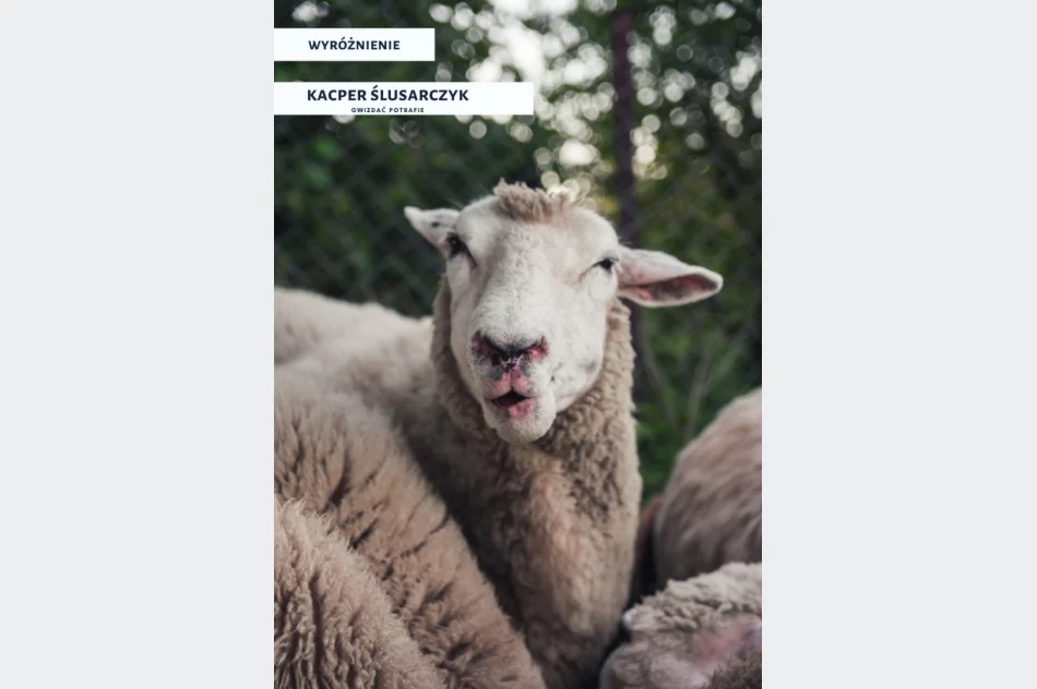 Spośród 120 fotografii wybrano te najlepsze - doroczny konkurs rozstrzygnięty - zdjęcie 12